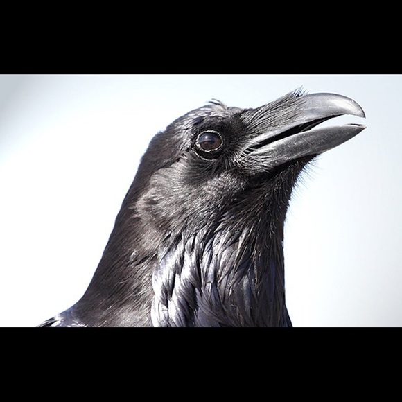 Meet your Posher, Laura - Picture 1 of 1